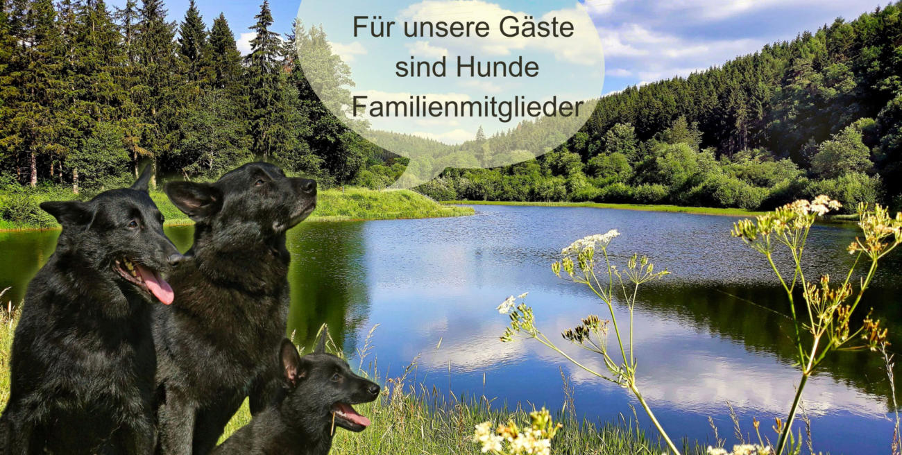 Traumhafte Eifel-Landschaft für Wanderungen mit Hund