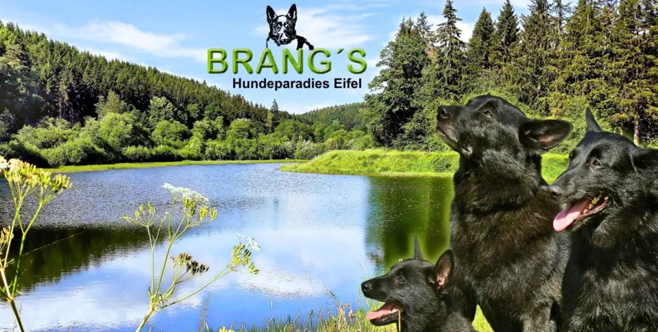 Hundeparadies Eifel fr einen traumhaften Urlaub mit Hund